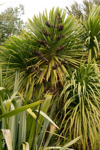 Wild New Zealand Flax in Autumn