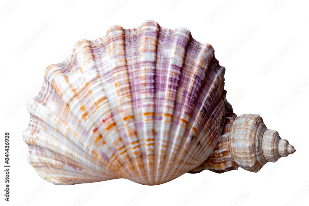 pastel seashell isolated on transparent background pastel seashell isolated on transparent background