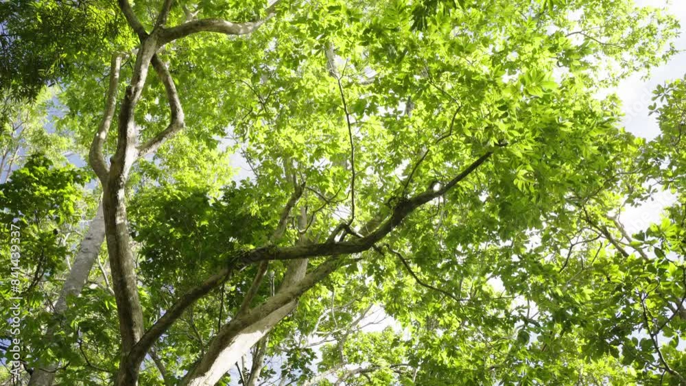 green leaves in sunlight summer scene bottom view sky. green leaves in sunlight summer scene bottom view sky.
