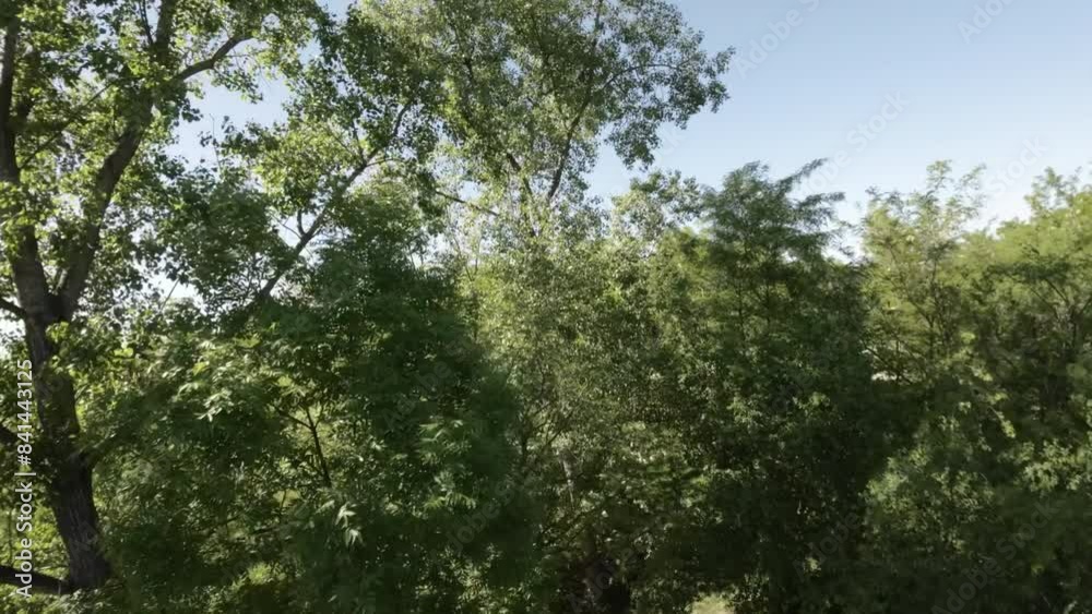 This is a video of a park with a small bridge over a creek . The park is full of lush green trees and a variety of other plants. The creek is narrow and flows under the bridge. The video is taken from This is a video of a park with a small bridge over a creek . The park is full of lush green trees and a variety of other plants. The creek is narrow and flows under the bridge. The video is taken from