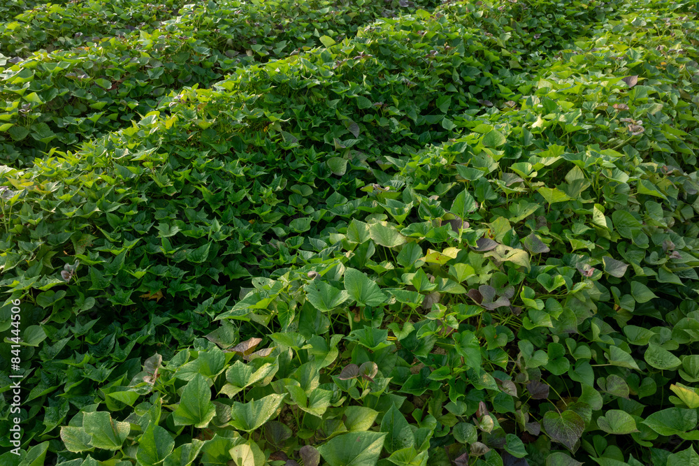 Growing organic sweet potatoes. Organic farming Growing organic sweet potatoes. Organic farming