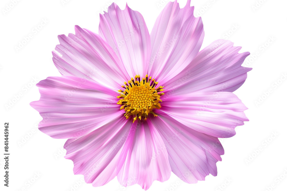 pink flowers isolated on transparent background pink flowers isolated on transparent background