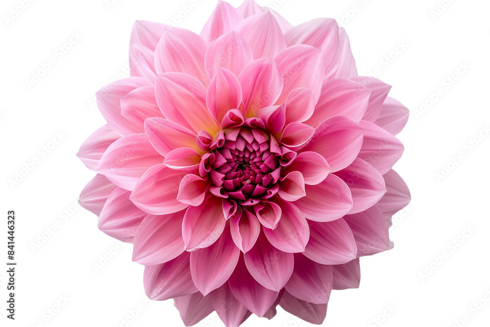 pink flowers isolated on transparent background pink flowers isolated on transparent background