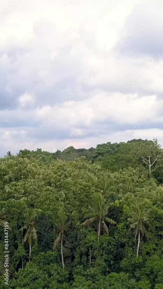 Natural park on Bali Indonesia island aerial drone footage opening shot. Trpical trees, 4k Ultra HD Vertical shot. Natural park on Bali Indonesia island aerial drone footage opening shot. Trpical trees, 4k Ultra HD Vertical shot.
