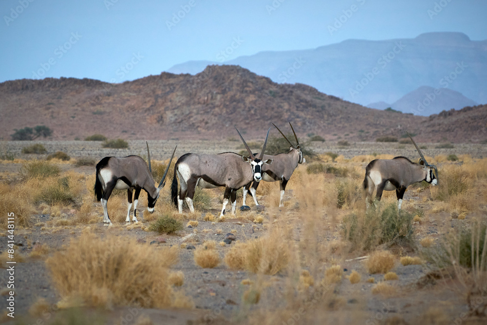 Wild antelopes in the savannah of Namibia Wild antelopes in the savannah of Namibia