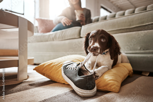 Konstfotografi Animal, dog and play with shoes in living room for guilty mess by biting sneaker, explore or protection