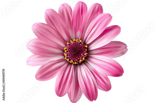 pink flower isolated on transparent background