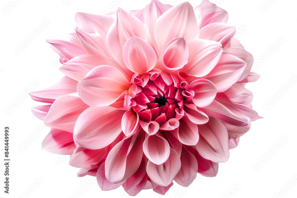 Fototapeta premium pink flower isolated on transparent background