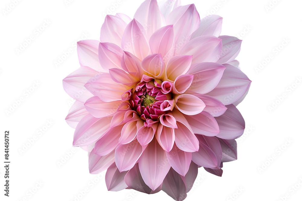 pink flower isolated on transparent background pink flower isolated on transparent background