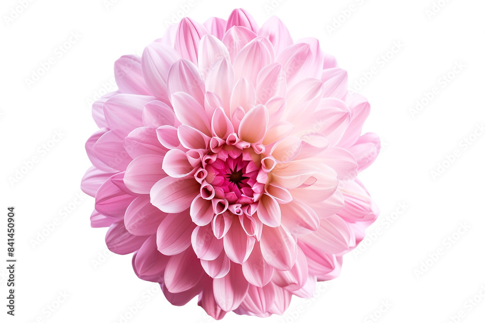 pink flower isolated on transparent background pink flower isolated on transparent background