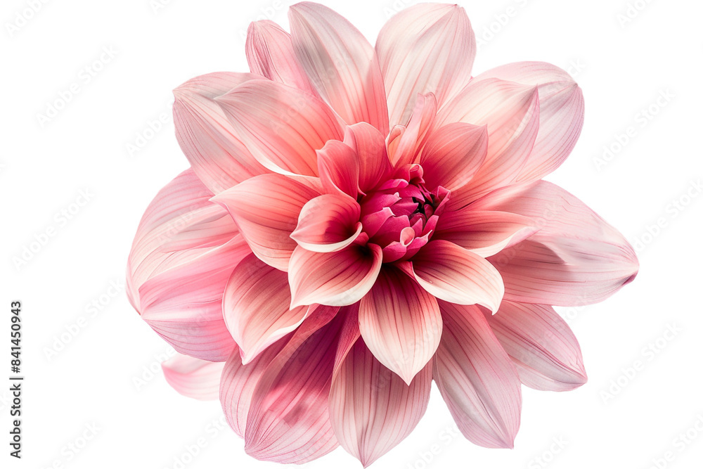 Fototapeta premium pink flower isolated on transparent background