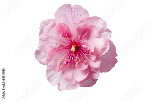 pink flower isolated on transparent background