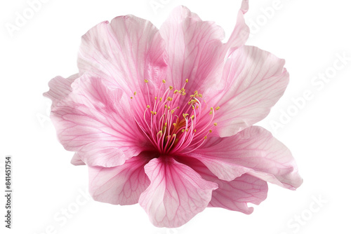 pink flower isolated on transparent background