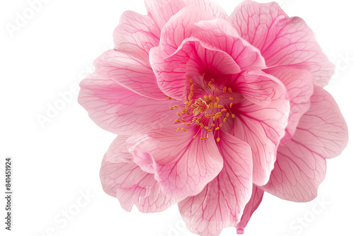 pink flower isolated on transparent background