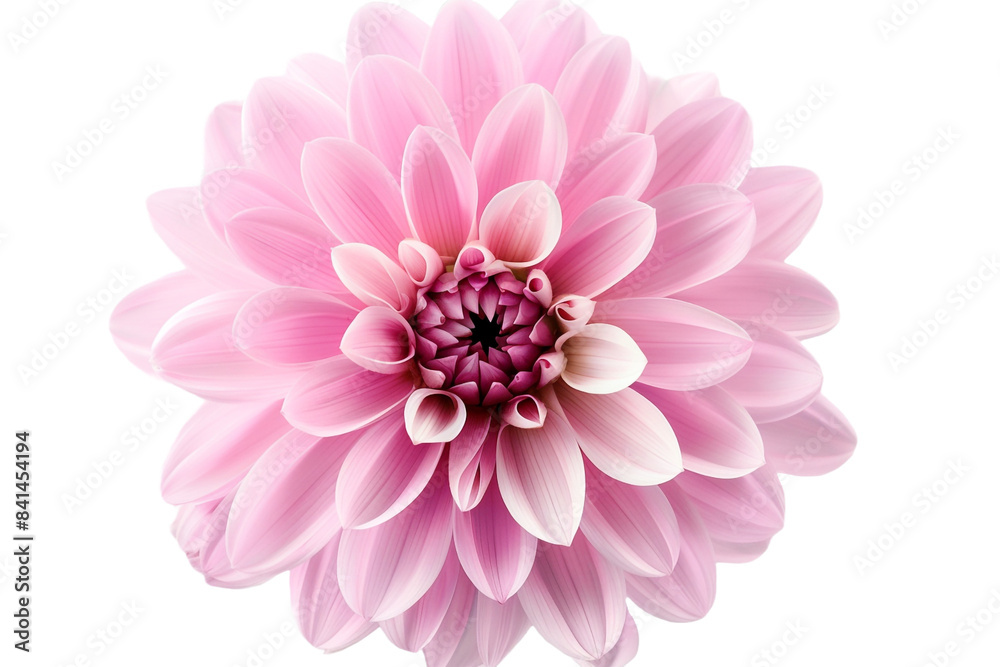 Fototapeta premium pink flowers isolated on transparent background