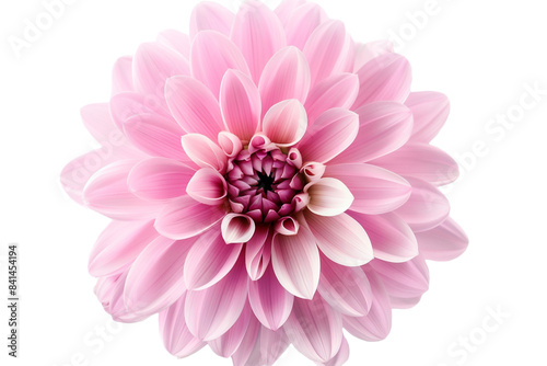 pink flowers isolated on transparent background