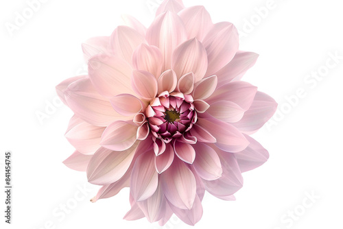 pink flowers isolated on transparent background