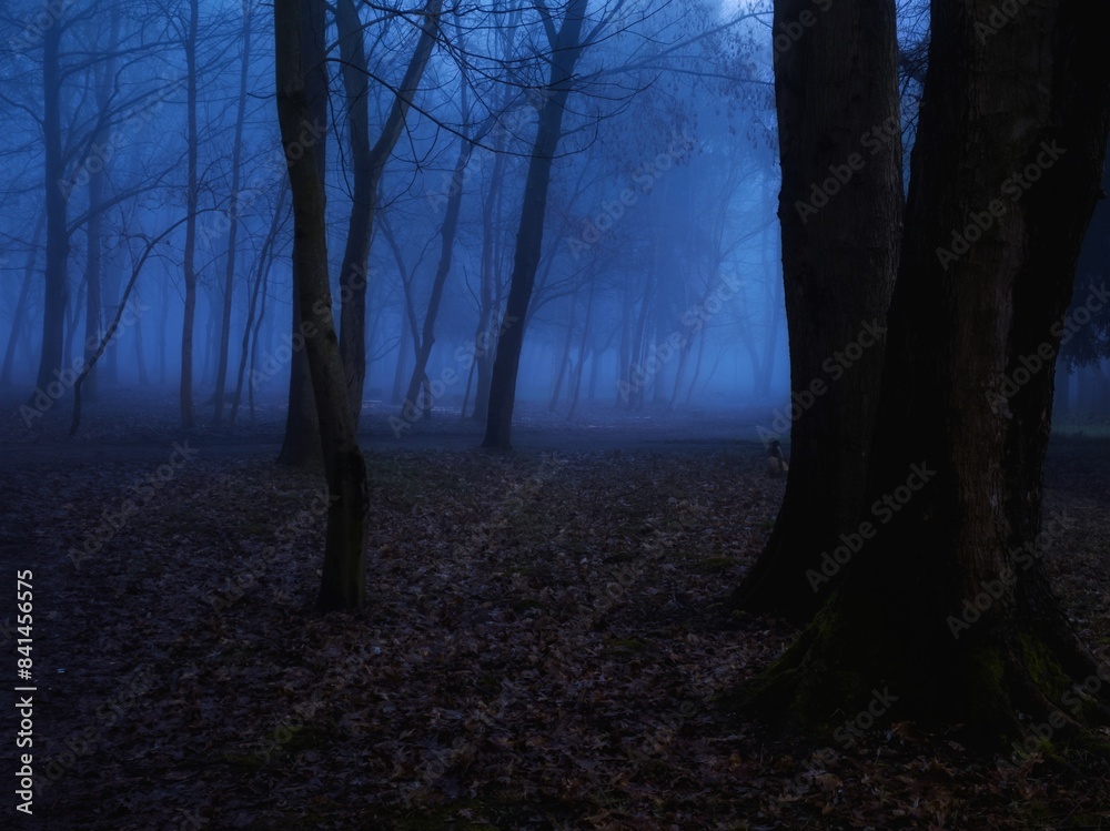 Fototapeta premium Scary forest in blue tones. Mysterious night woods. Trees in thick fog. Dark atmospheric landscape.