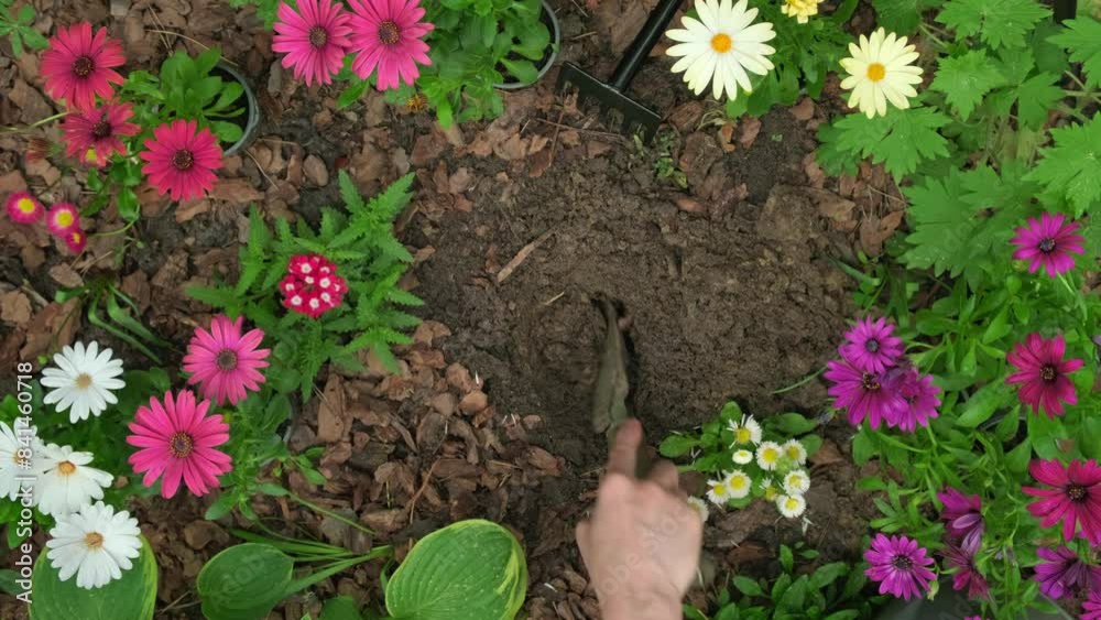 Planting and Watering Osteospermum Spring Flowers in Garden Bed Outdoors. Spring Gardening Vertical video Planting and Watering Osteospermum Spring Flowers in Garden Bed Outdoors. Spring Gardening Vertical video
