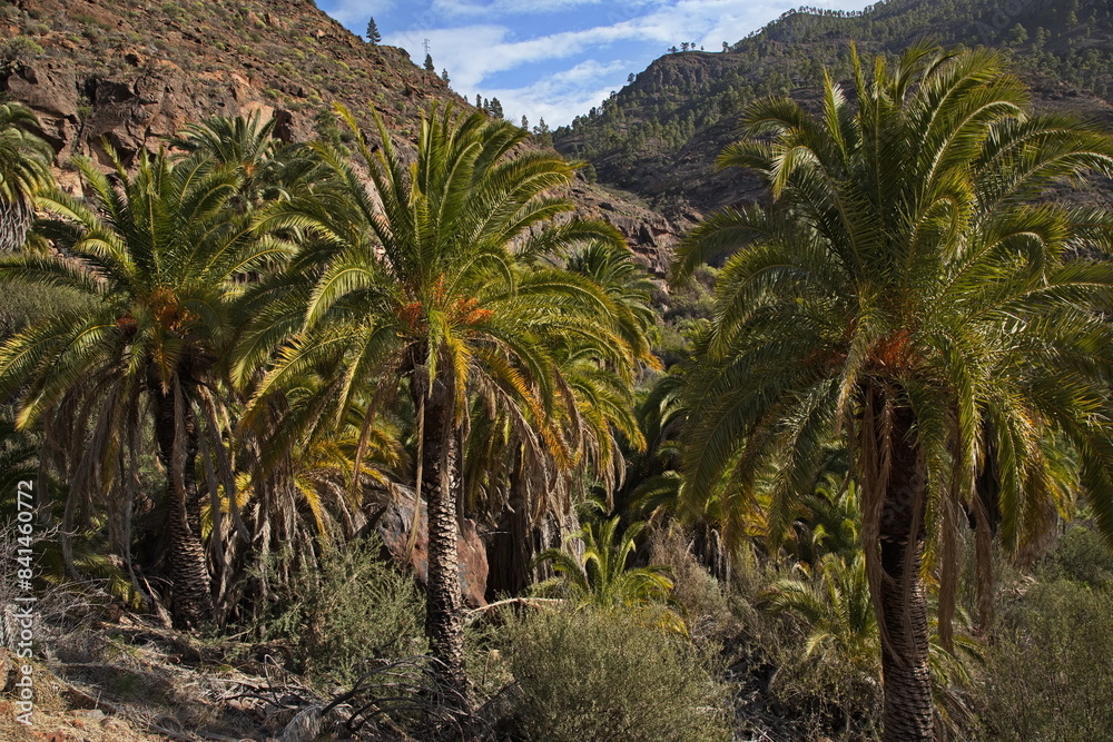 Palm trees at the viewpoint Mirador el Mulato in Parque Rural del Nublo on Gran Canaria,Canary Islands,Spain,Europe
Palm trees at the viewpoint Mirador el Mulato in Parque Rural del Nublo on Gran Canaria,Canary Islands,Spain,Europe