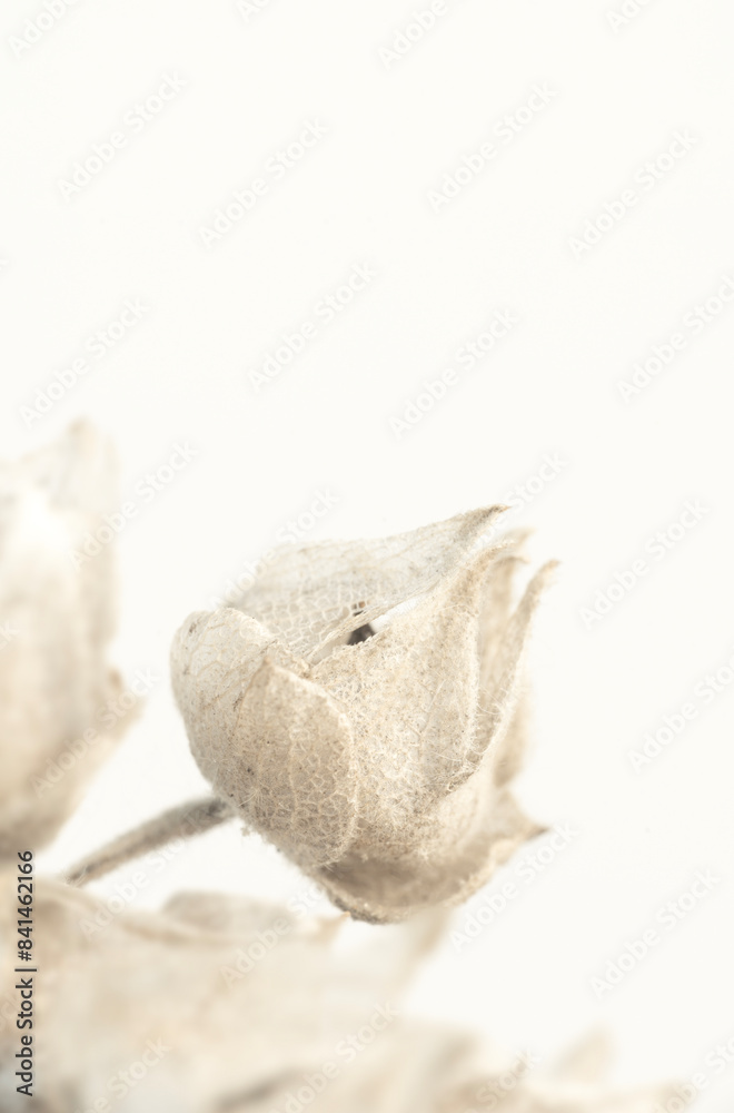 Vertical One delicate dried lace flowers with transparent petals and beige colors on light background and place for text macro Vertical One delicate dried lace flowers with transparent petals and beige colors on light background and place for text macro