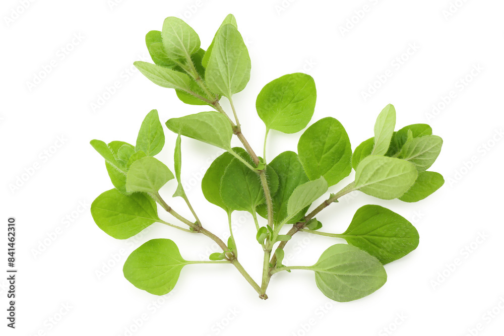 Sprig of fresh green oregano isolated on white, top view Sprig of fresh green oregano isolated on white, top view