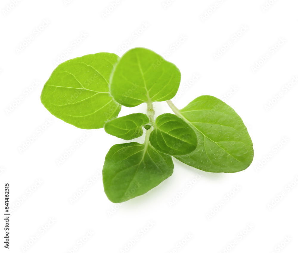 Sprig of fresh green oregano isolated on white Sprig of fresh green oregano isolated on white