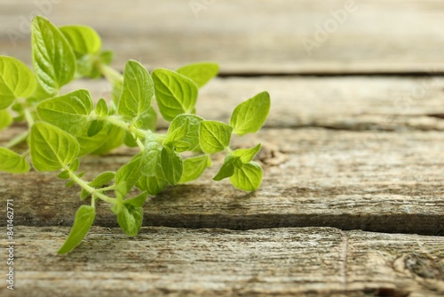 Sprigs of fresh green oregano on wooden table  closeup. Space for text