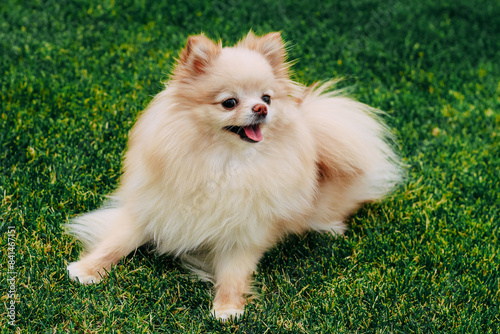 A red-haired spitz dog lies on a green lawn photo