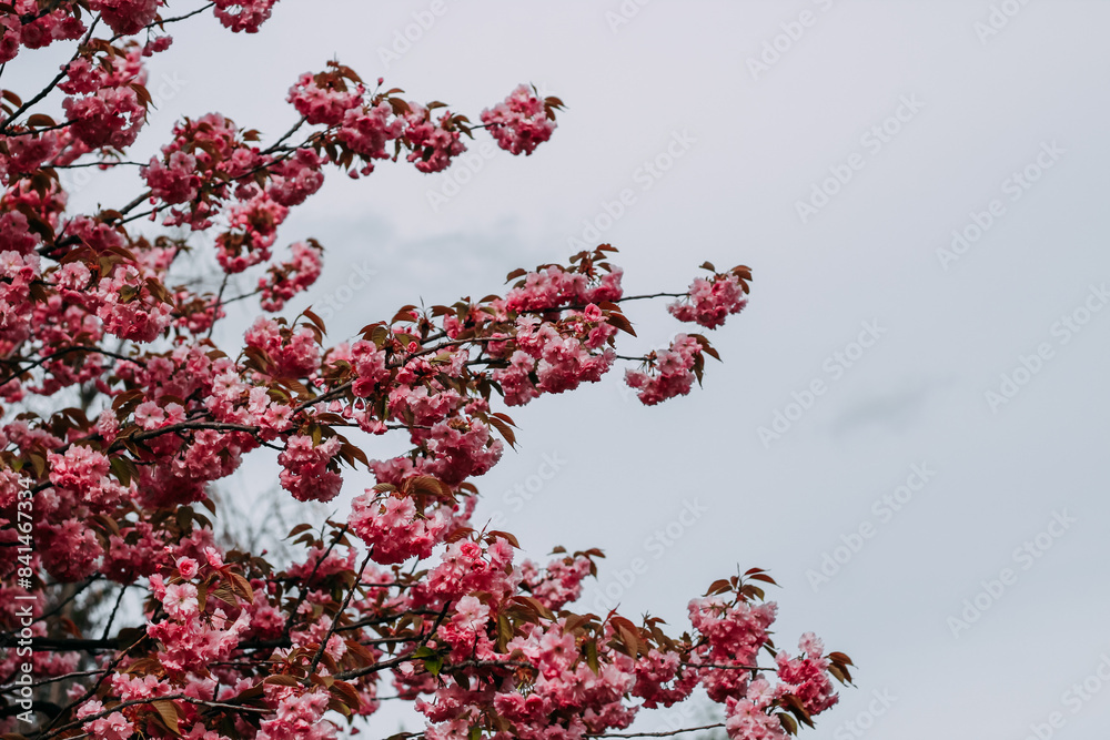 Blooming pink sakura close-up, floral background Blooming pink sakura close-up, floral background