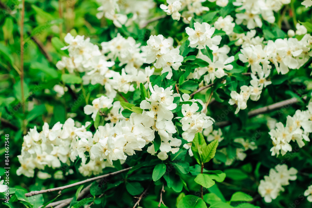 Exochorda racemosa bush flowering white in the botanical garden Exochorda racemosa bush flowering white in the botanical garden