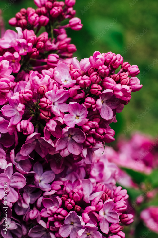Pink lilac flower close-up in botanical garden Pink lilac flower close-up in botanical garden