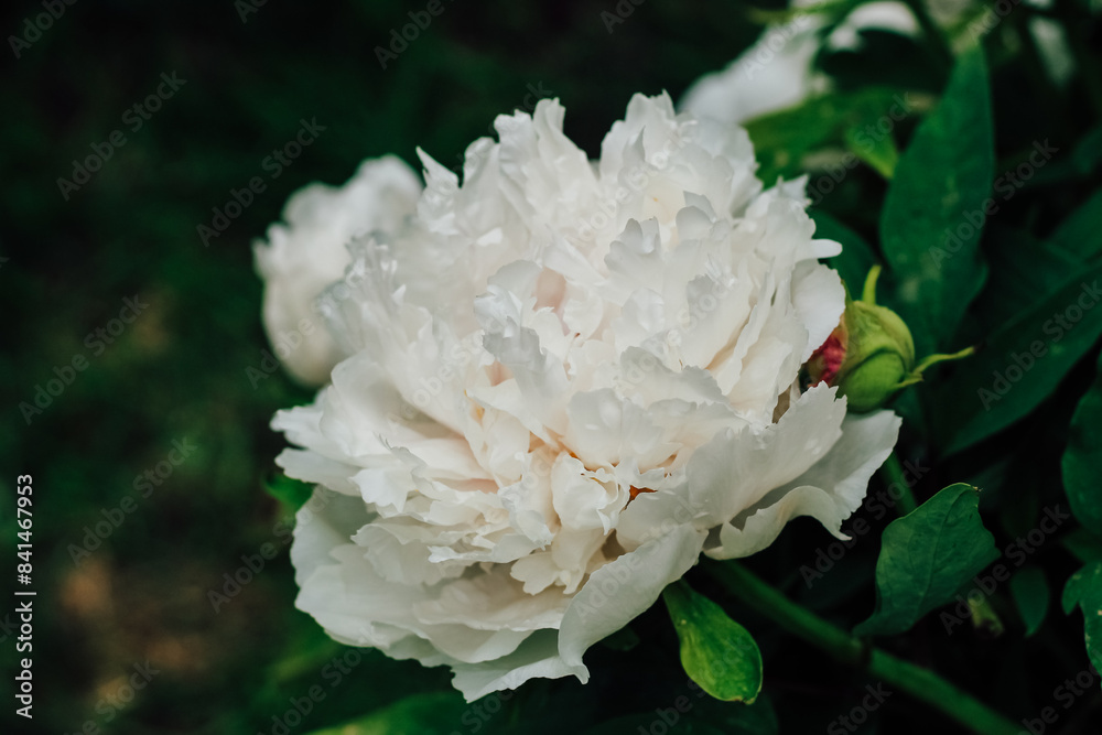 White peony flower close-up in botanical garden White peony flower close-up in botanical garden