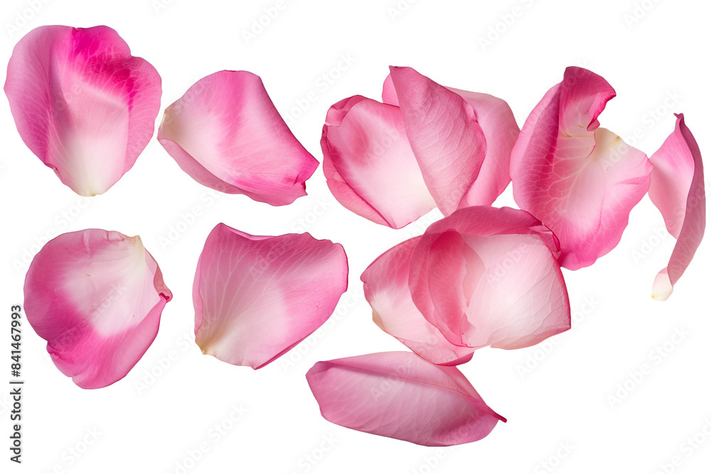 Pink rose petals isolated on transparent background Pink rose petals isolated on transparent background