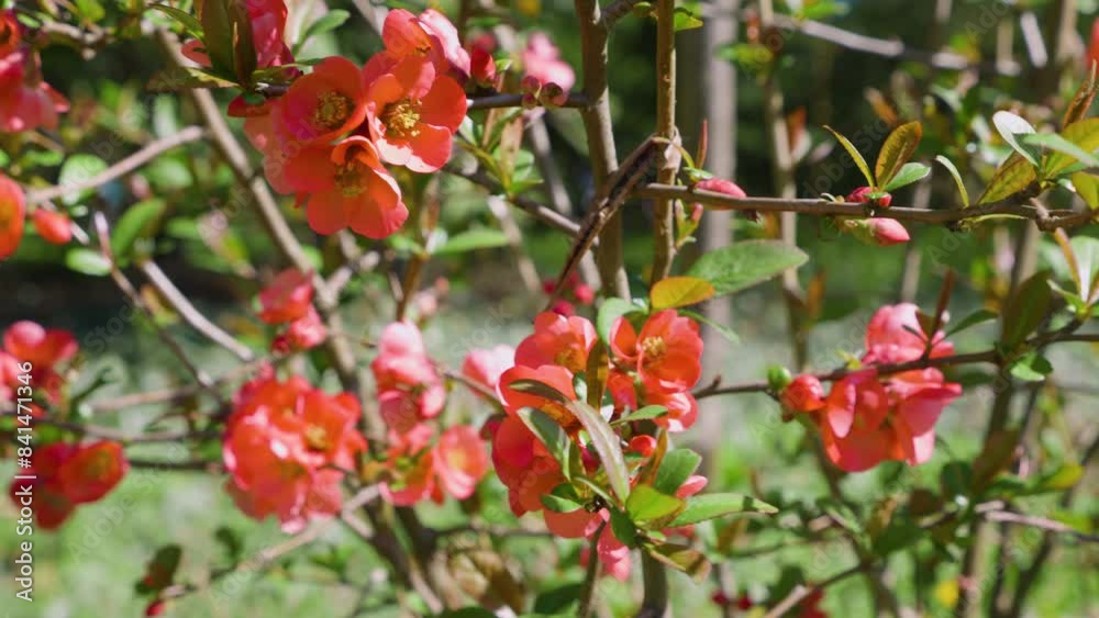 Bright red flowers of Chaenomeles japonica in the spring garden. Bright red flowers of Chaenomeles japonica in the spring garden.