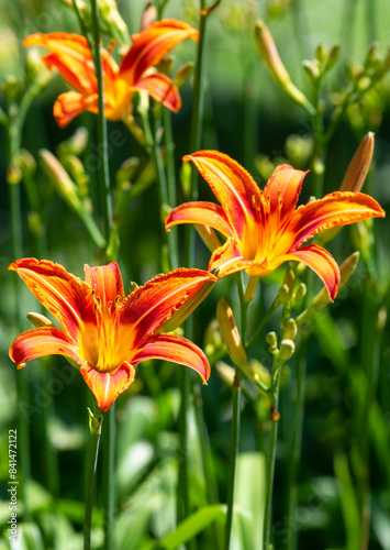 Beautiful blossoming orange daylily in Belgrade, Serbia