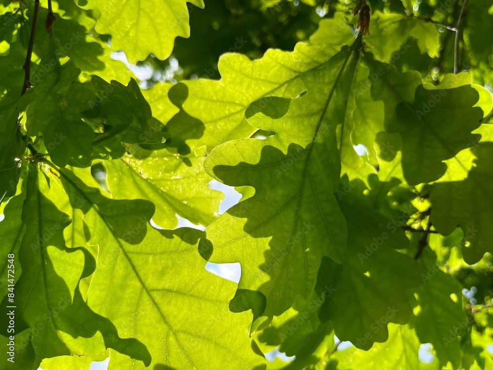 natural green oak tree leaves background natural green oak tree leaves background