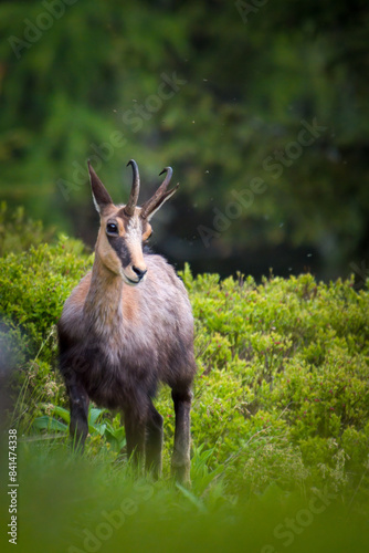 A young chamois buck, rupicapra rupicapra, in the forest on the mountains at a  spring evening. He is in the change of coat.