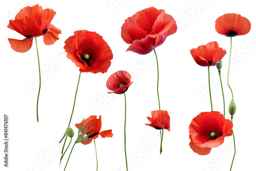 Poppy flowers isolated on transparent background