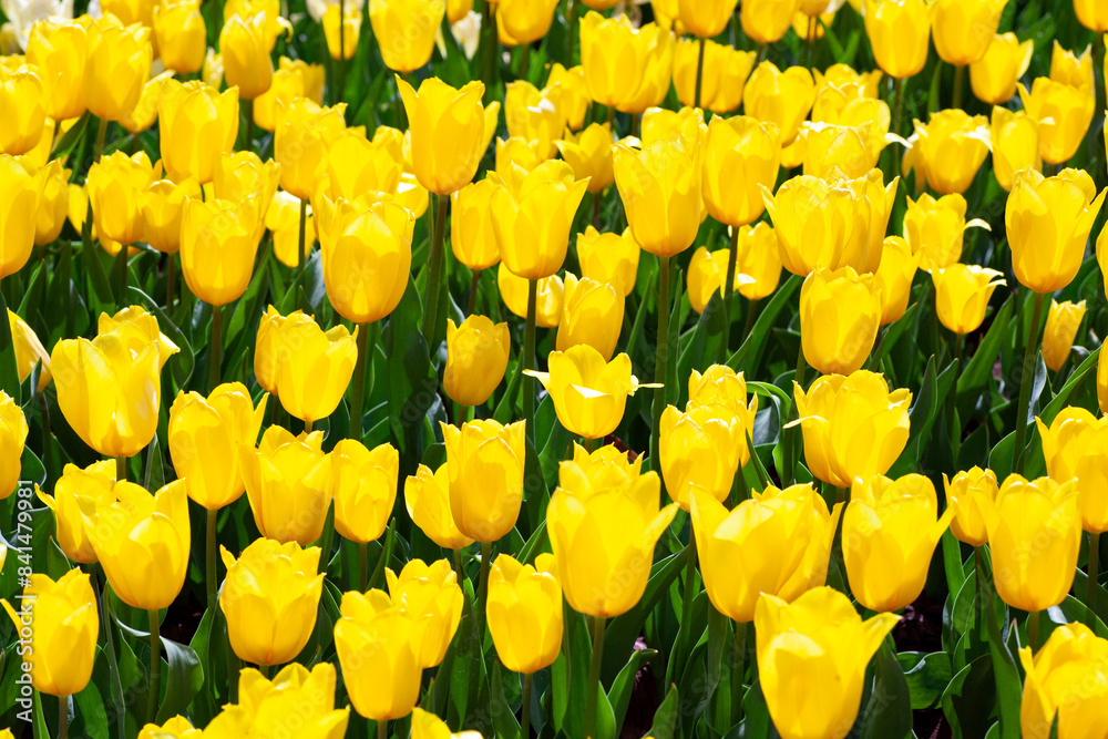 Golden yellow tulips blooming in spring, creating a vivid display of nature's seasonal beauty Golden yellow tulips blooming in spring, creating a vivid display of nature's seasonal beauty