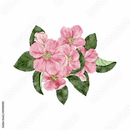 vector drawing apple blossoms, flowers of spring appletree, isolated at white background, hand drawn illustration