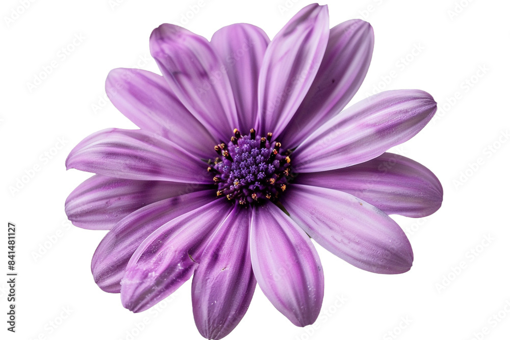 Purple pink blue paper flower isolated on transparent background Purple pink blue paper flower isolated on transparent background
