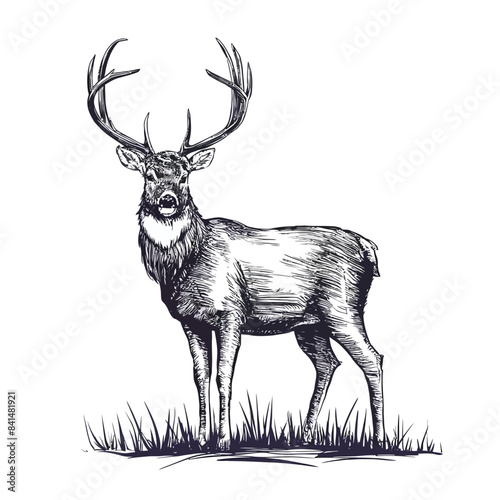  Deer sketch hand drawn doodle style hunting. Vector illustration desing.
