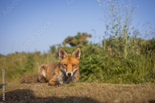 Red fox in open landscape taken with a wide-angle lens