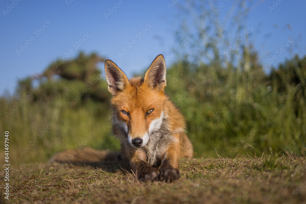Fototapeta premium Red fox in open landscape taken with a wide-angle lens