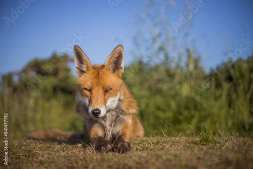 Red fox in open landscape taken with a wide-angle lens © JTP Photography