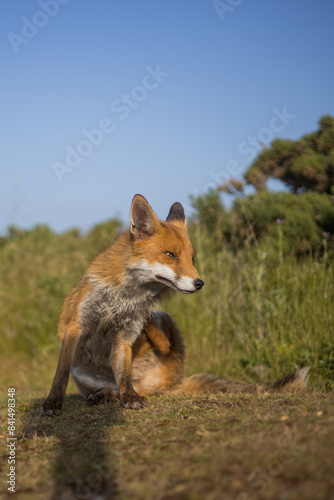 Red fox in open landscape taken with a wide-angle lens