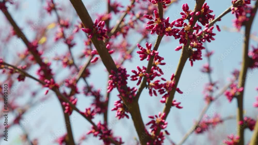 Cercis siliquastrum tree with pink flowers in spring in the garden.