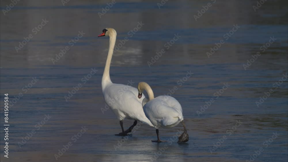Mute Swans walking on a frozen lake Mute Swans walking on a frozen lake