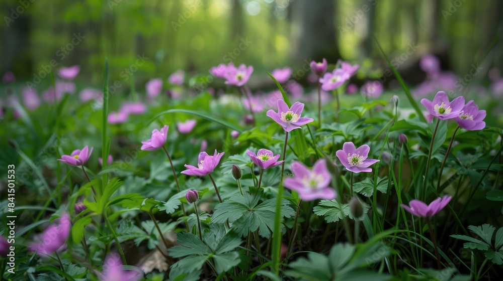 Obraz premium Anemones blossom at the forest s lower level